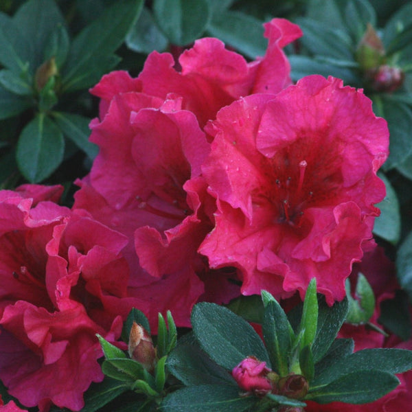 Red Ruffle Azalea | Heavy Blooming Red Azalea - PlantingTree