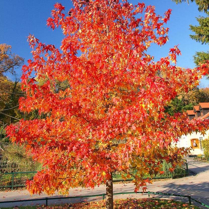 autumn blaze maple for sale near me