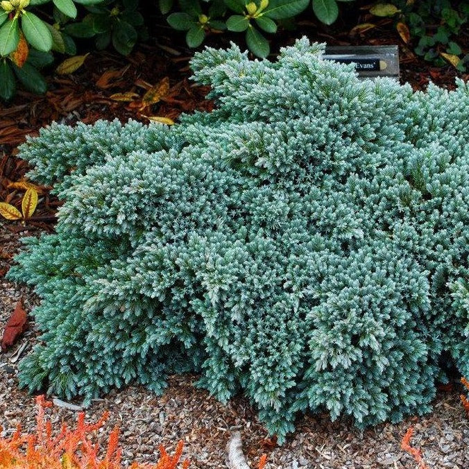 Blue Star Juniper Blue Star Juniper Shrub Plantingtree 9210