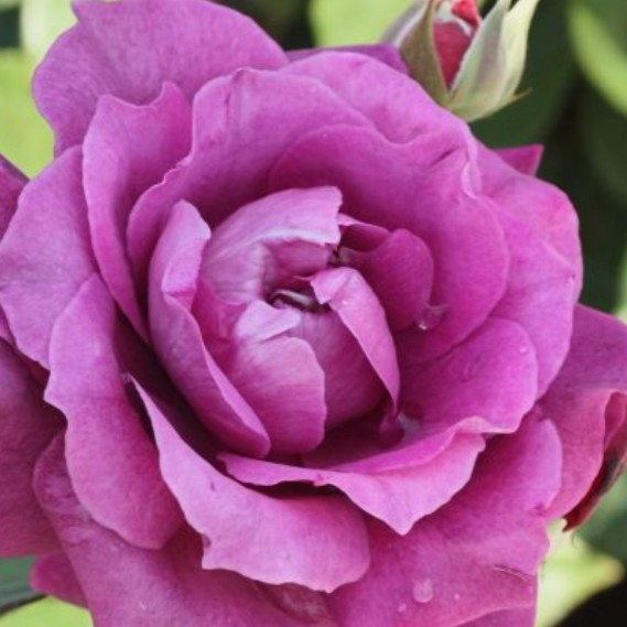 Intrigue Floribunda Rose | Purple Rose Tree - PlantingTree