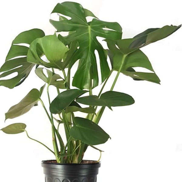 Monstera Deliciosa Plant . Swiss Cheese Plant - PlantingTree