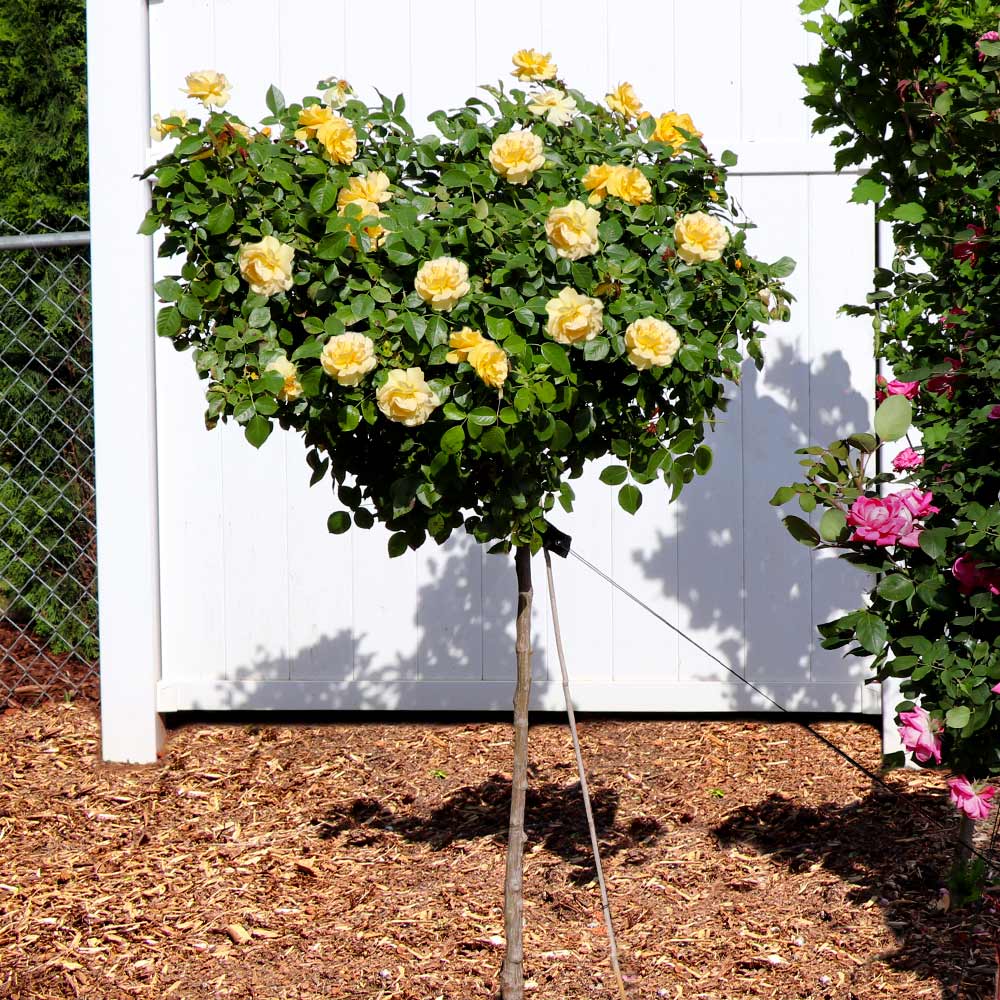 Julia Child Rose Tree 4 BB 1200x1200 ?v=1666271904