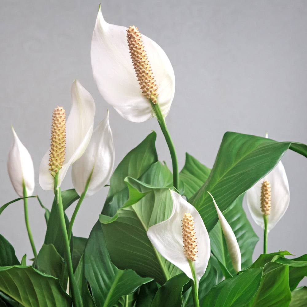 Peace Lily Plant | Natural Air Purifier PlantingTree