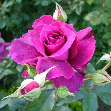 Intrigue Floribunda Rose - PlantingTree