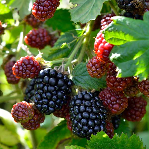 Big Daddy Blackberry Bush | Buy on PlantingTree.com - PlantingTree