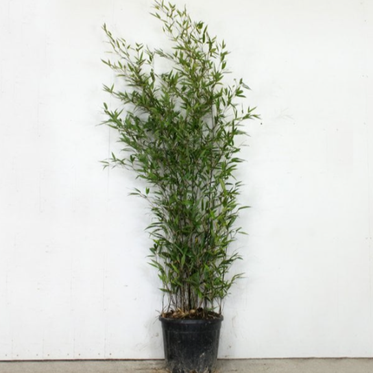 Black Bamboo Tree for – Beautiful Indoors or Outdoors - PlantingTree