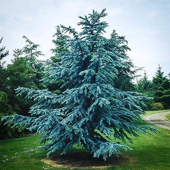 Blue Atlas Cedar