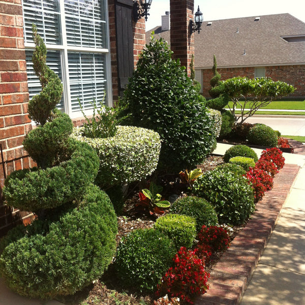 Blue Point Spiral Juniper Tree Topiary Juniper Tree for sale