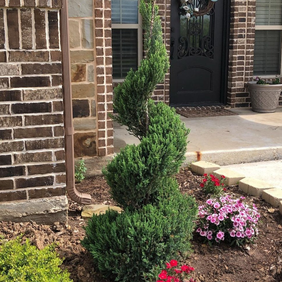 Blue Point Spiral Juniper