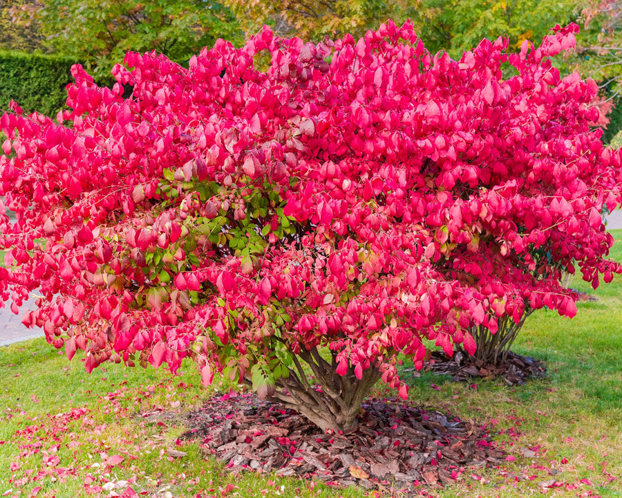 Burning | Stunning Fire Engine Fall Red Color - PlantingTree