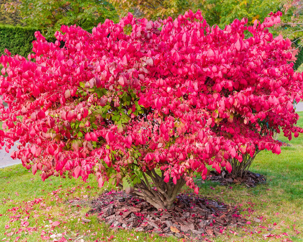 Burning Bush Stunning Fire Engine Fall Red Color Plantingtree 