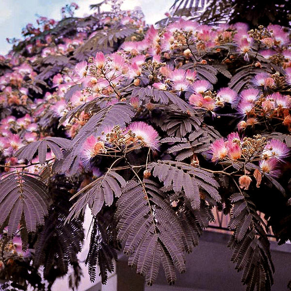 Summer Chocolate Mimosa Tree Plantingtree