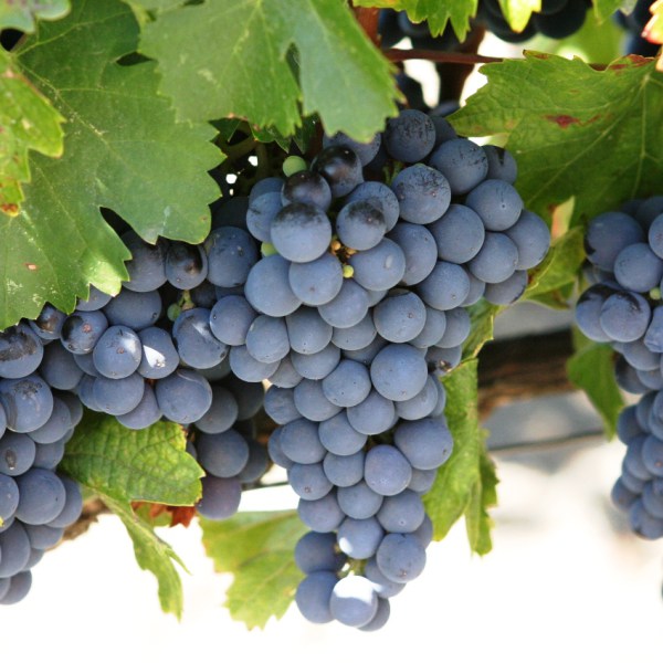 Concord Grape Vine — PlantingTree