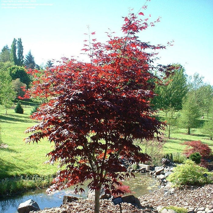 japanese red maple emperor 1