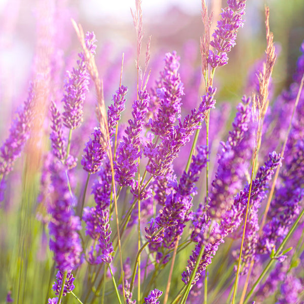 phenomenal lavender plant