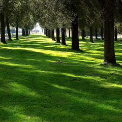 Sun and Shade Park Seed Mix