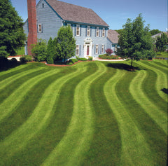 different types of grass for lawns