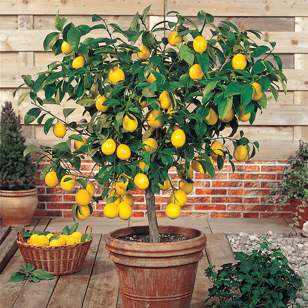 Meyer Lemon Tree Meyer Lemon Tree For Sale Plantingtree