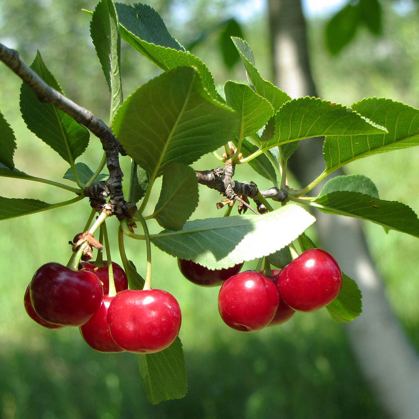 North Star Cherry Tree For Sale Sourt Cherries Plantingtree