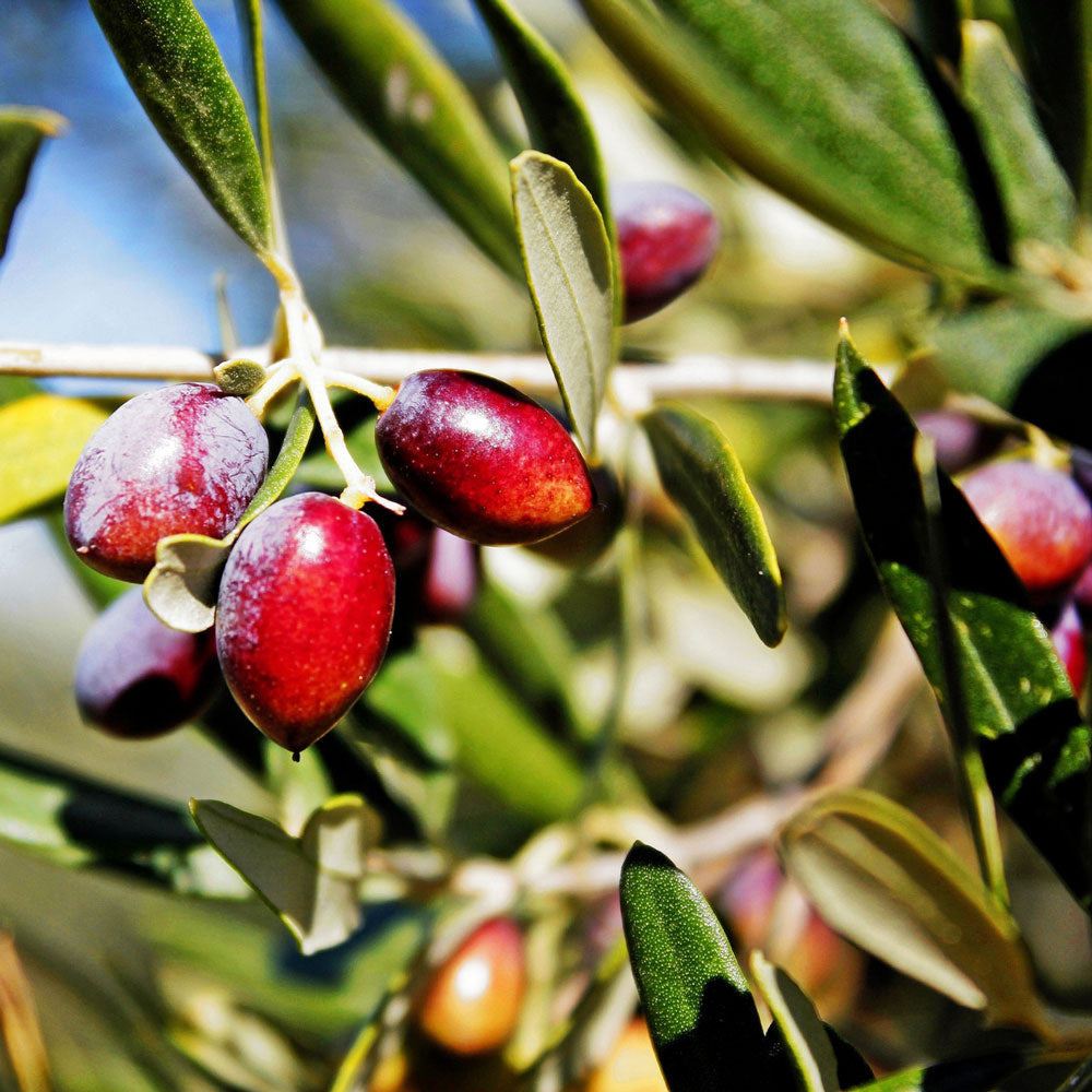 Koroneiki Greek Olive Tree Grow Olives Inside PlantingTree