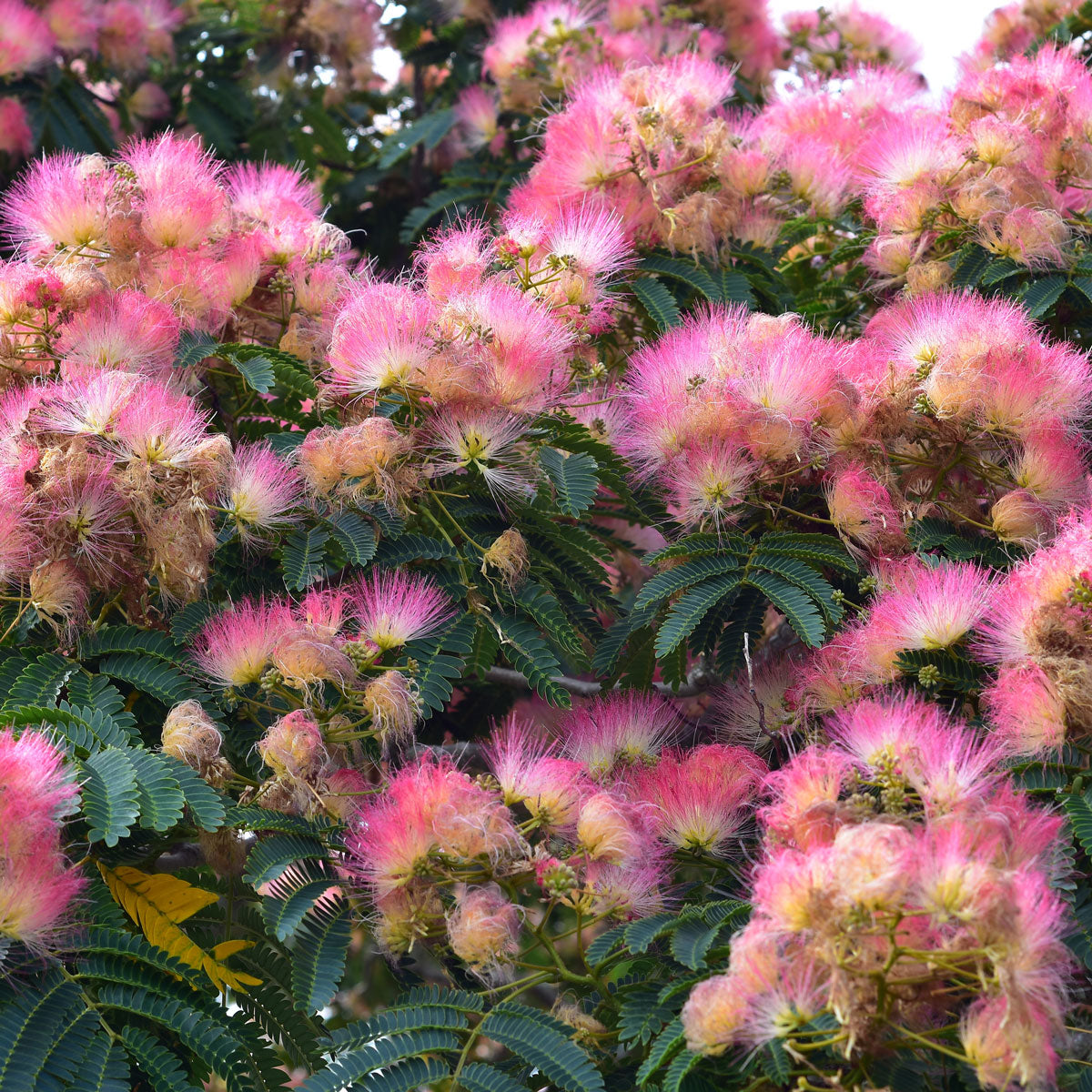 Pink Mimosa Tree Persian Silktree Plantingtree