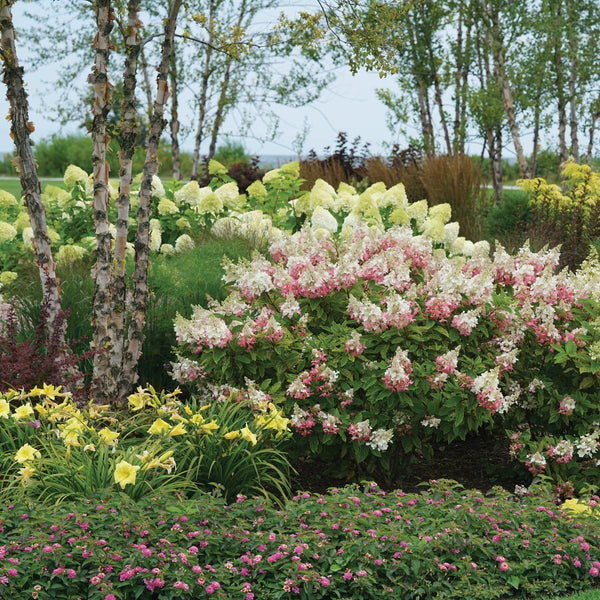 Image of Hostas and Pinky Winky Hydrangeas