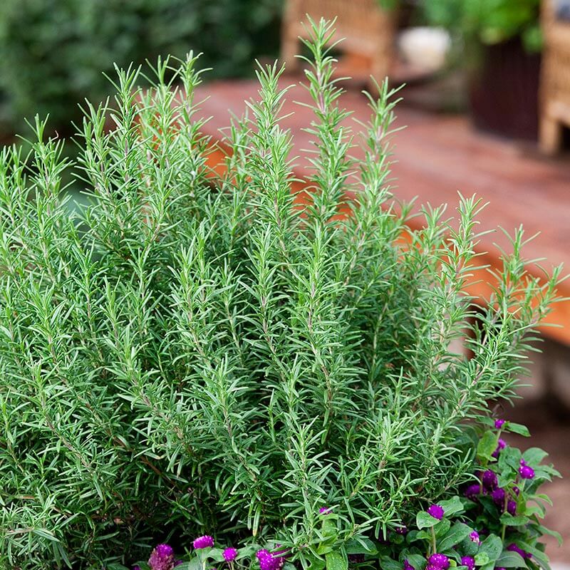 Rosemary Plant Rosemary Plant for Sale PlantingTree