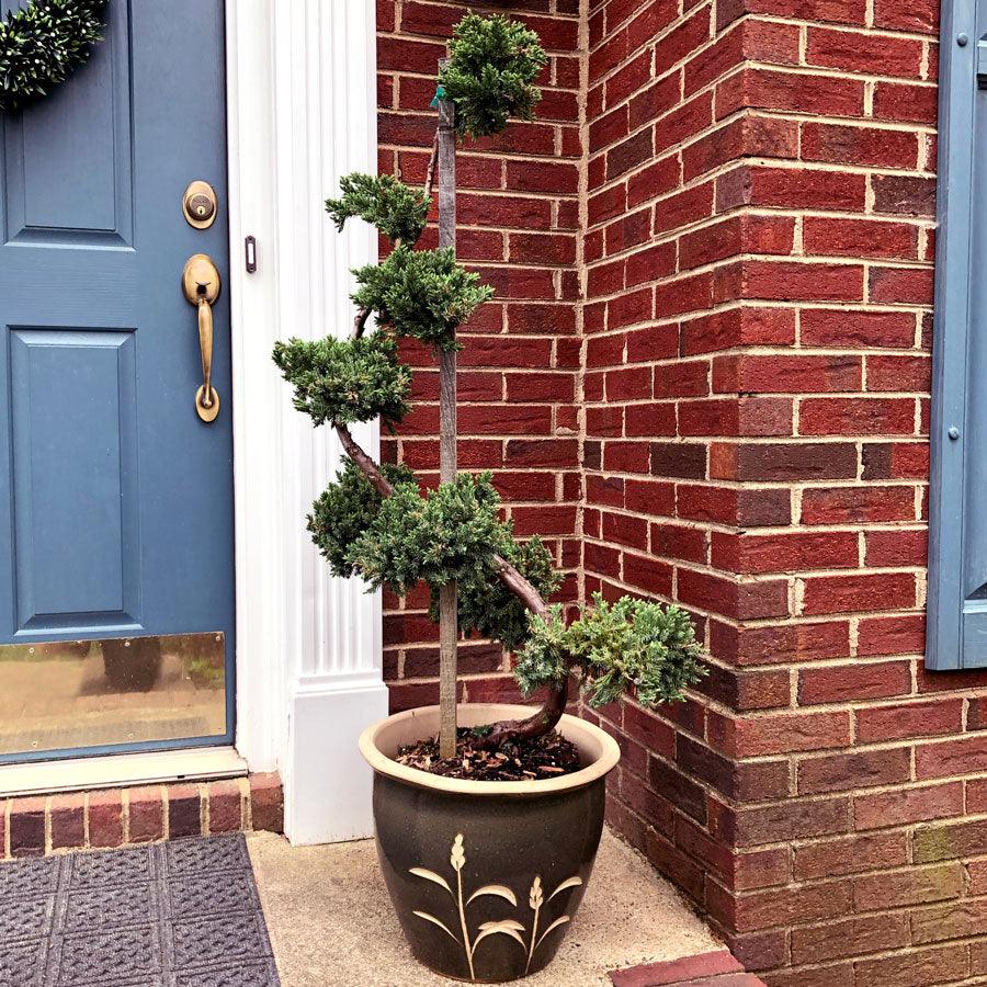 Dwarf Japanese Garden Juniper Topiary