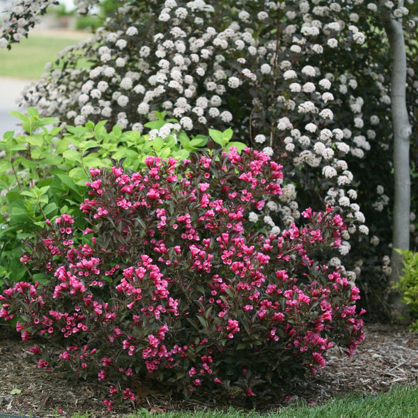 Image of Hostas companion plant for wine and roses weigela