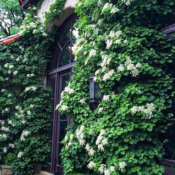 White Climbing Hydrangea