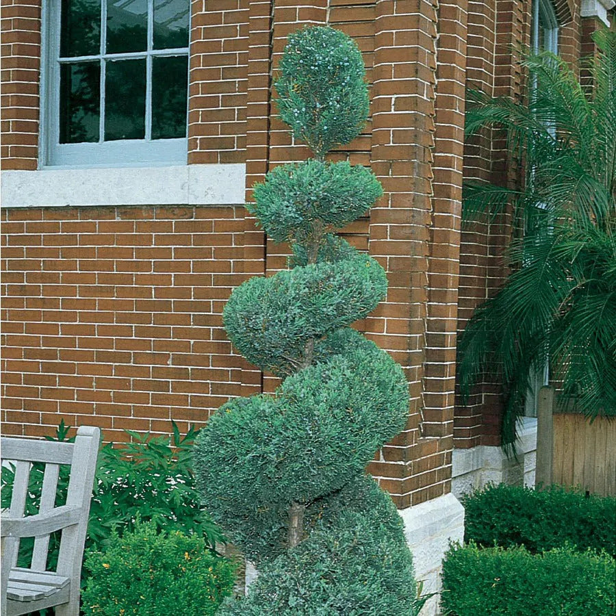 Wichita Blue Juniper Spiral