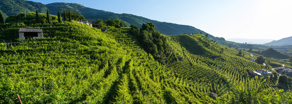 Bastía Rebuli's Col Maset vineyard on the Cartizze hill, Valdobbiadene, Treviso, Veneto, Italy