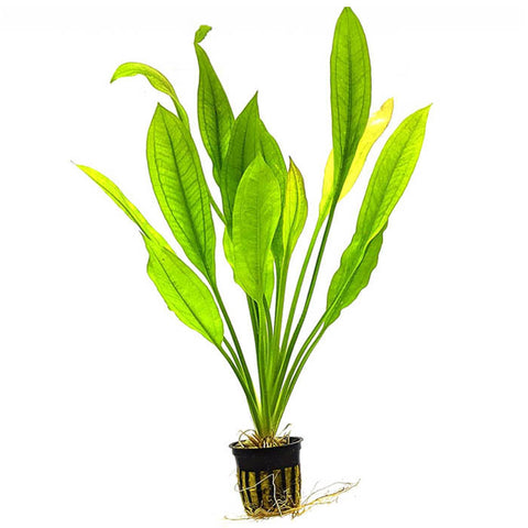 Amazon Sword Plant