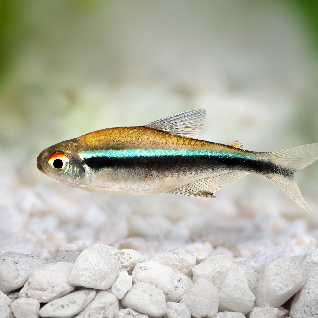 Neon Tetra: Fish Species Profile