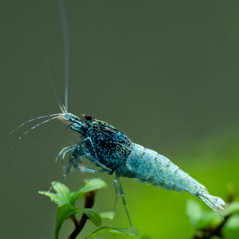 Blue Steel Shrimp
