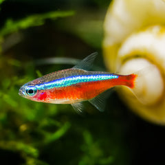 Cardinal Tetra