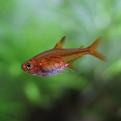 Ember Tetra