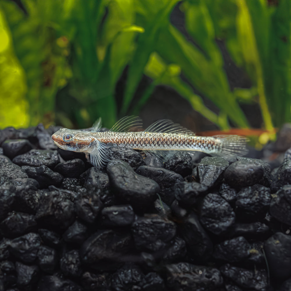 Cobalt Blue Dwarf Goby | Stiphodon semoni