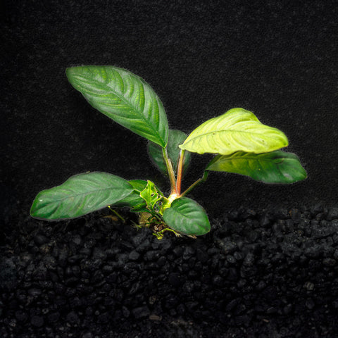 Anubias Coffeefolia