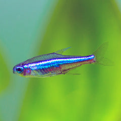 Green Neon Tetra