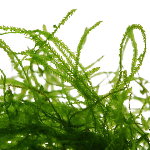 Java Moss