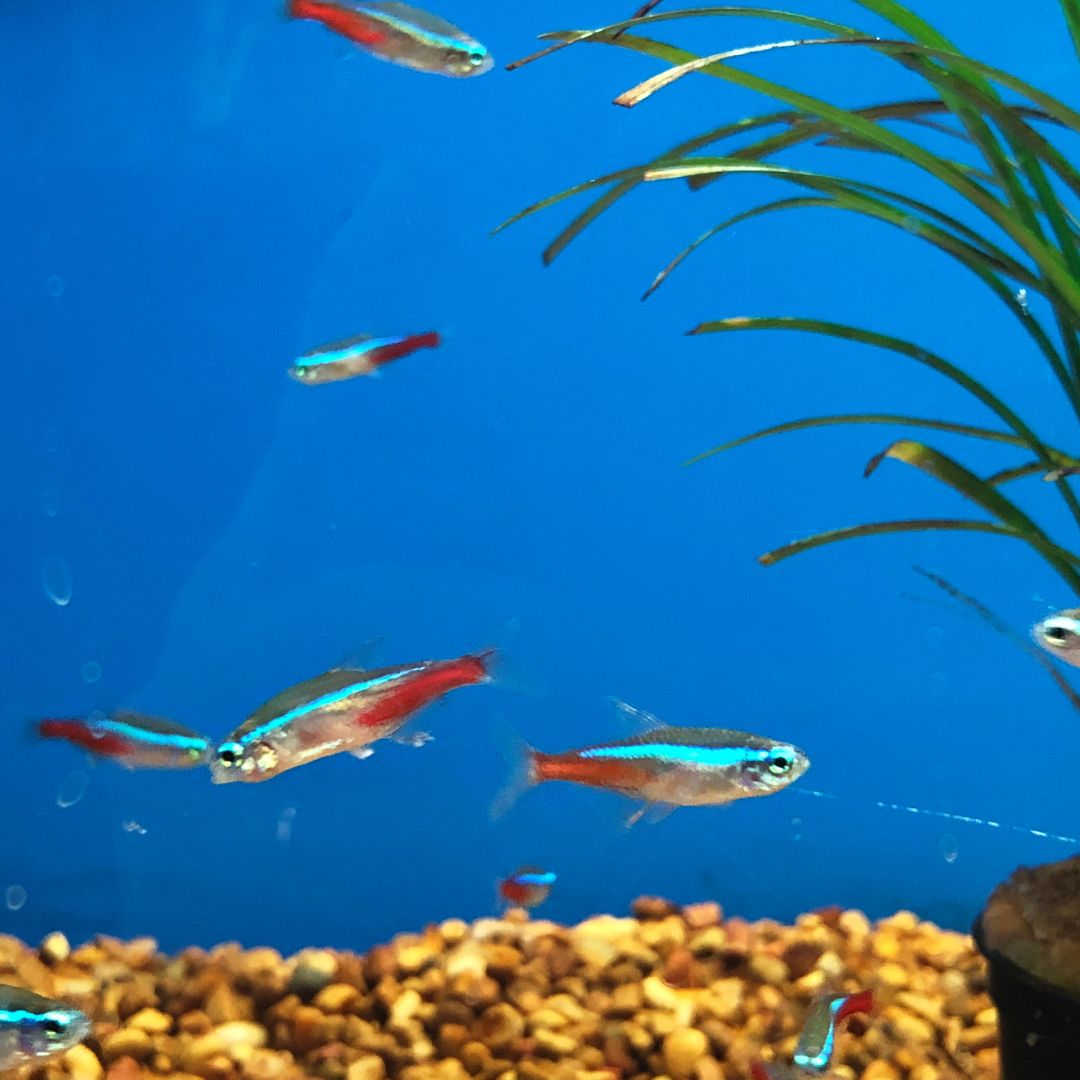 Aquarium Blue Neon Tetra at best price in Mumbai by Drishti