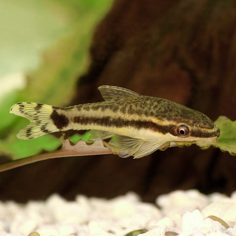 Otocinclus Catfish