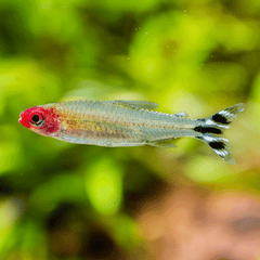 Rummynose Tetra