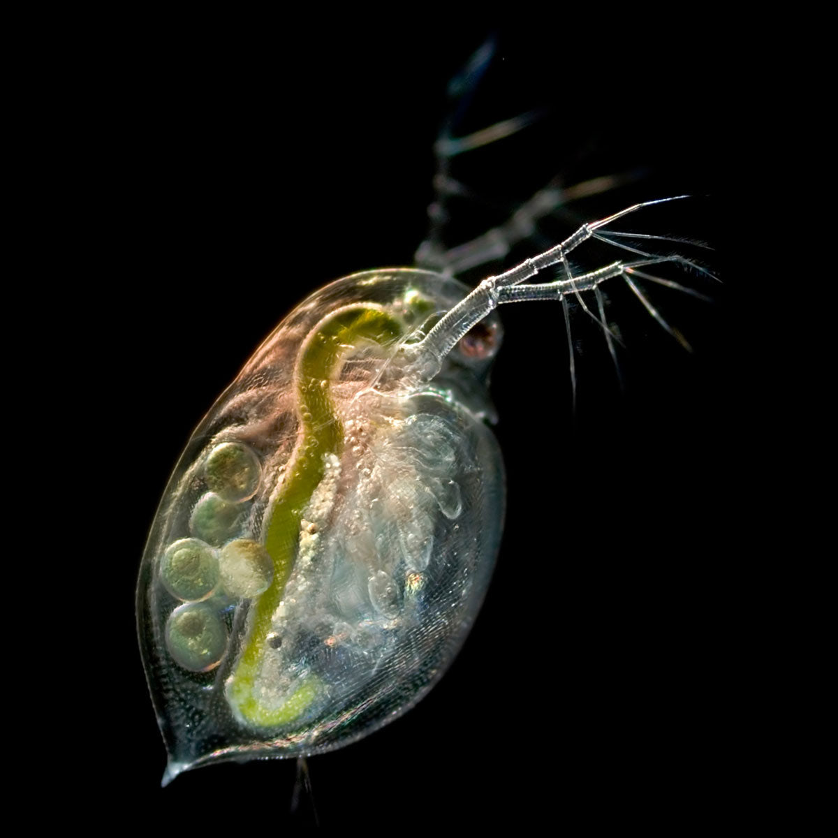 Daphnia Culture Live Food For Nano Fish Or Fry Flip Aquatics