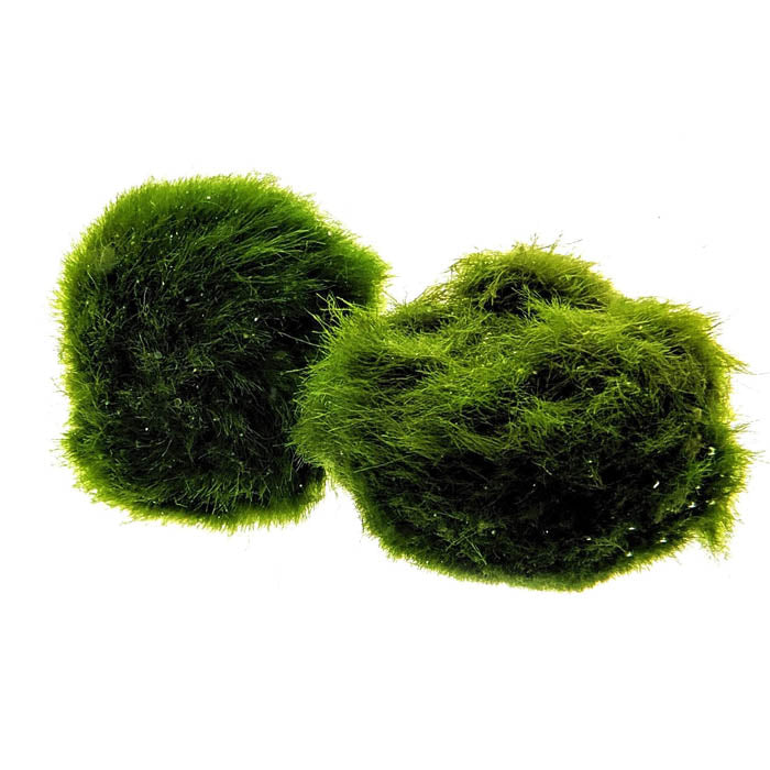 download mossballs for free