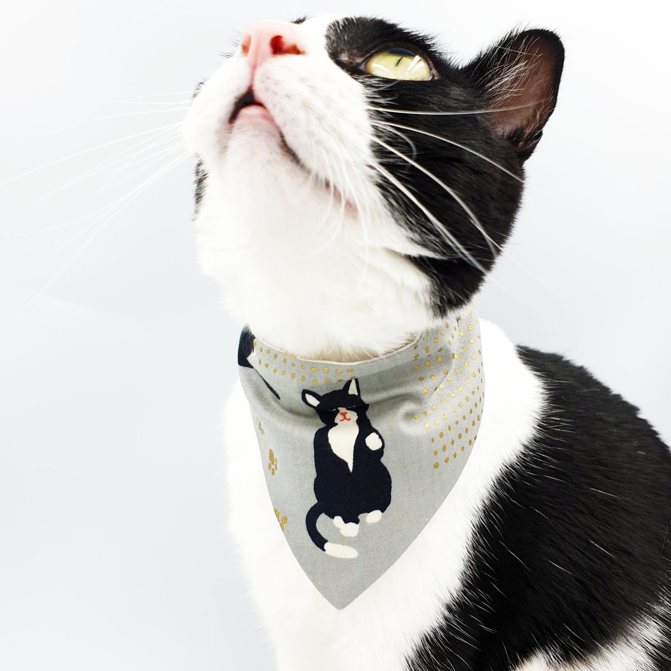 cat scarf collar