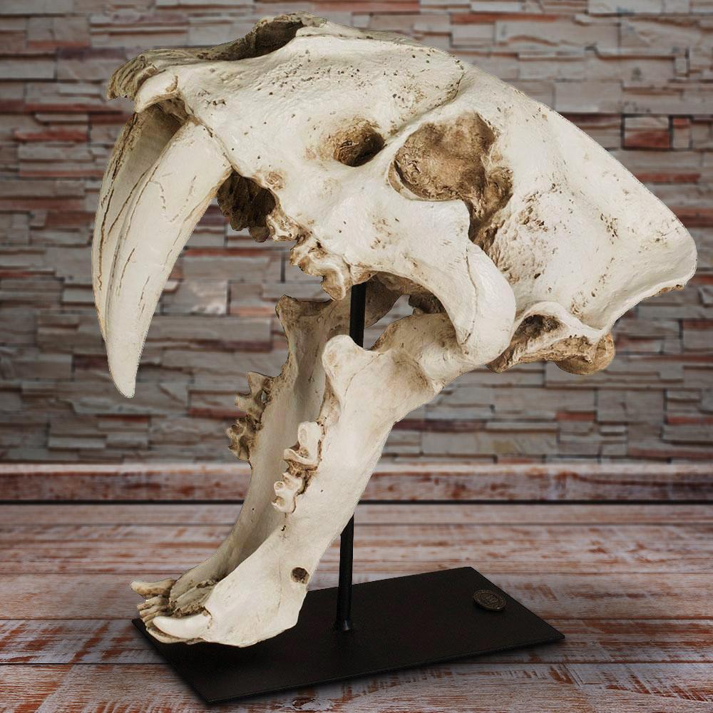 Mounted Saber-Toothed Tiger Skull | Cast From A Real ...