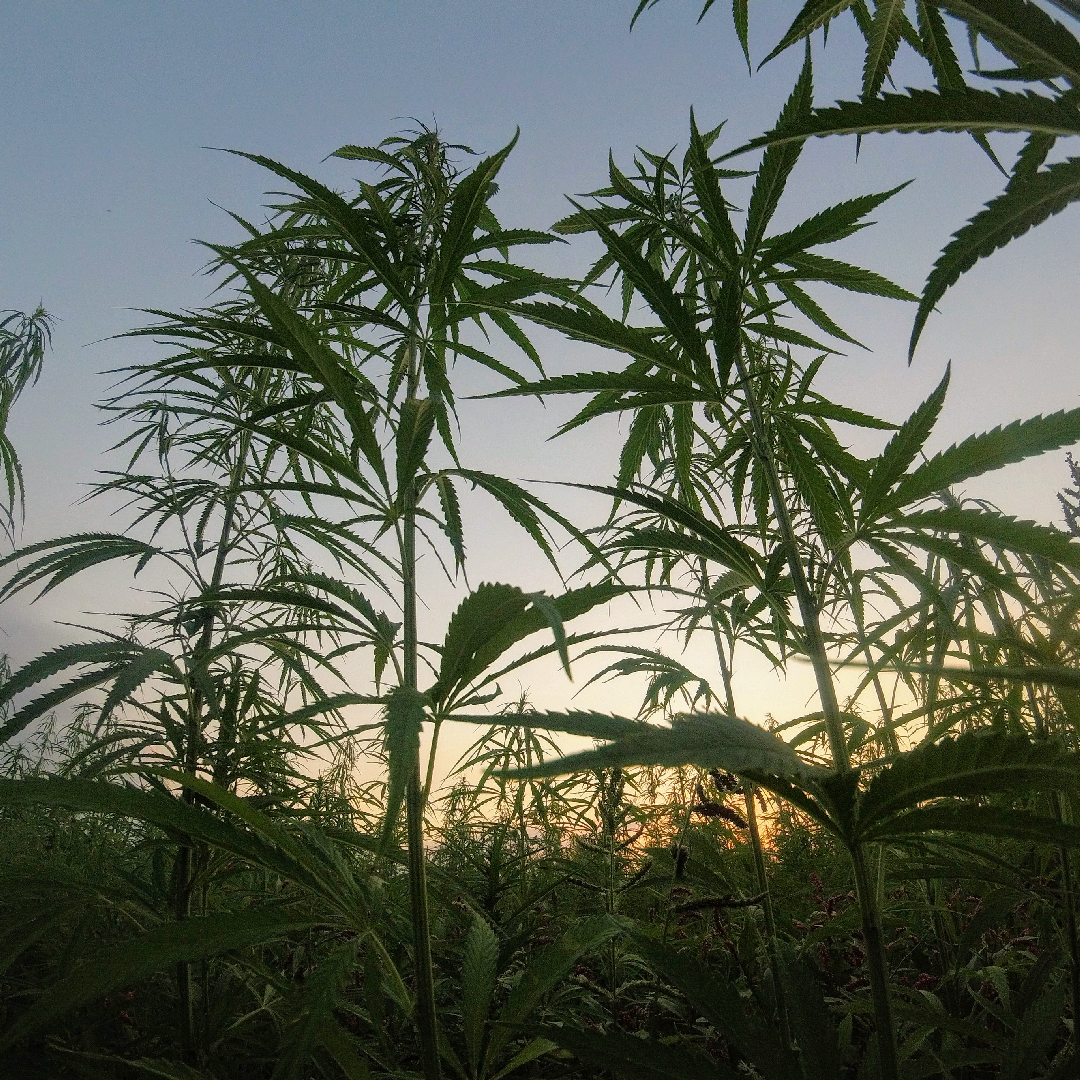 Gorgeous sunset through a hemp field.