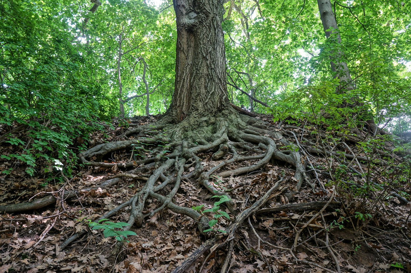 Деревья какой корень. Корень тополя. Остролистный дуб корни. Корень вяза. Корневая система дуба.